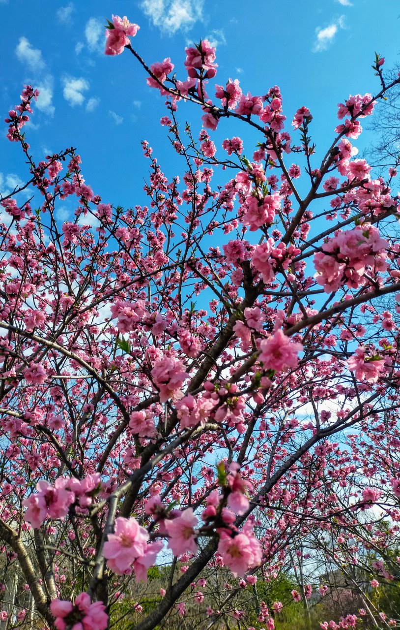 河童の森